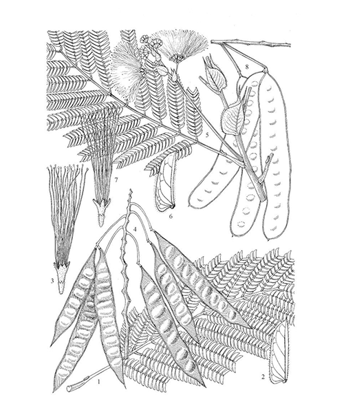 Natural compounds from  Albizia julibrissin